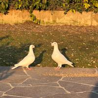 Colombi Viaggiatori italiano da esposizione