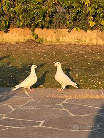 Colombi Viaggiatori italiano da esposizione