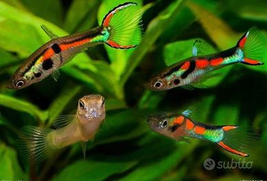 Giovani guppy
