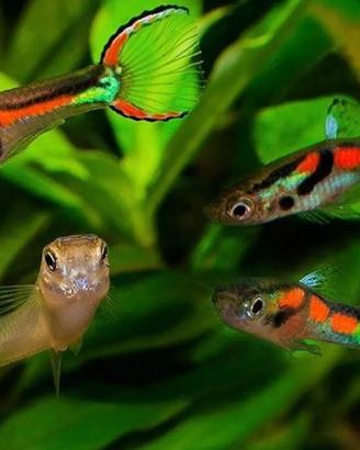 Giovani guppy