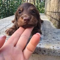Bassotti pelo lungo Pedigree enci