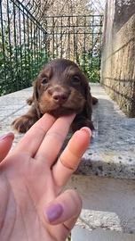 Bassotti pelo lungo Pedigree enci