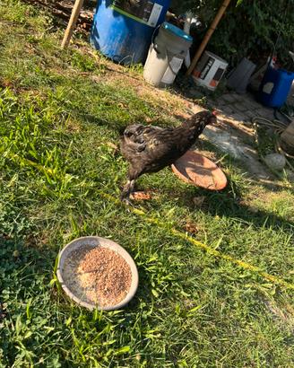 Galletto Marans
