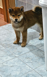 Shiba inu