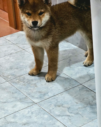 Shiba inu