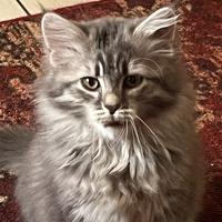 Cuccioli di gatto di Siberiano
