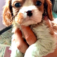 Cuccioli di Cavalier king da privato