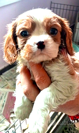 Cuccioli di Cavalier king da privato