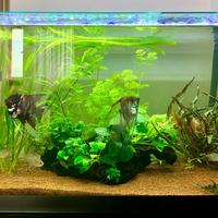 Acquario Askoll ambiente advanced 110 L