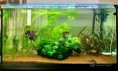Acquario Askoll ambiente advanced 110 L