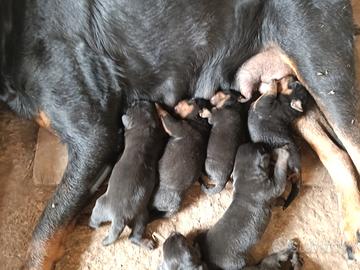 Rottweiler