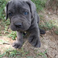 Disponibili cuccioli maschi