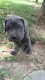 Disponibili cuccioli maschi