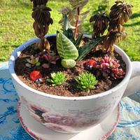 composizione di piante grasse 