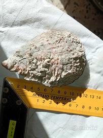 conchiglia marina fossilizzate 
