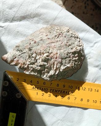 conchiglia marina fossilizzate 