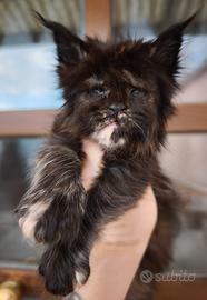 Maine coon