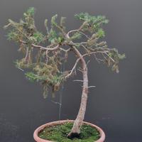 bonsai prebonsai abete