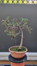 bonsai prebonsai abete