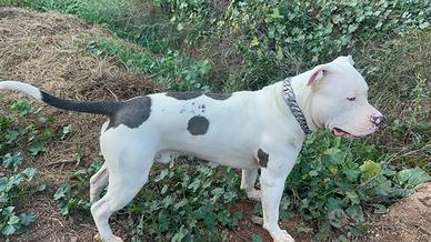 American bully xxl