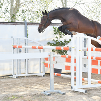 Castrone sella italiano