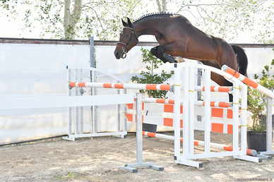 Castrone sella italiano