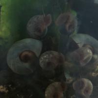 Lumache Planorbelle