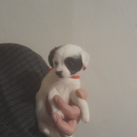 Cucciola Maltese chihuahua toy