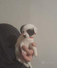 Cucciola Maltese chihuahua toy