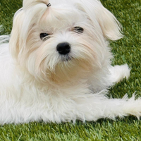 Cucciolo Maltese Allevamento ENCI