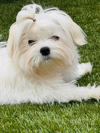 Cucciolo Maltese Allevamento ENCI
