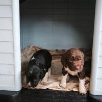 Cuccioli di springer spaniel compagnia caccia