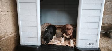 Cuccioli di springer spaniel compagnia caccia