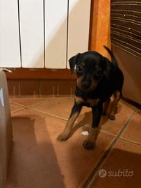 Cuccioli di Pinscher femmina