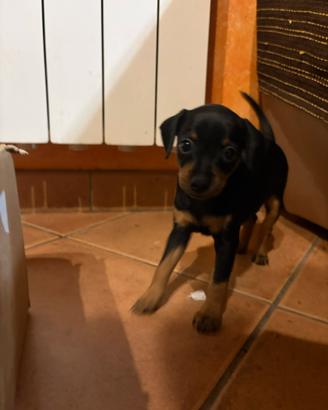 Cuccioli di Pinscher femmina