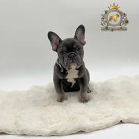 Maschietto Bulldogg francese total blu