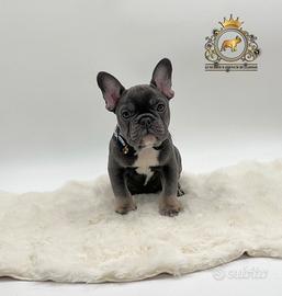 Maschietto Bulldogg francese total blu