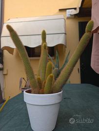 pianta grassa 