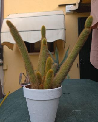 pianta grassa 