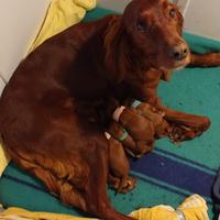 Prenotazione Setter Irlandesi ENCI