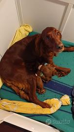 Prenotazione Setter Irlandesi ENCI