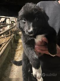 Border collie