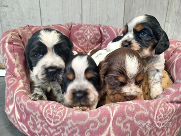 Cocker Spaniel cucciolata