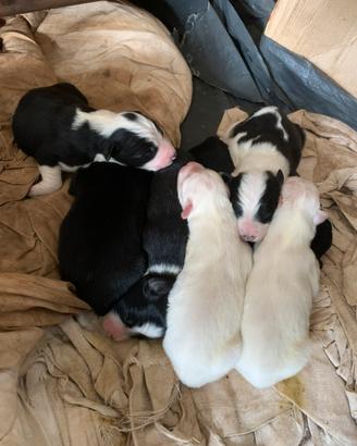 Cuccioli di cane