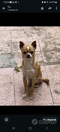 Chihuahua di un anno e mezzo