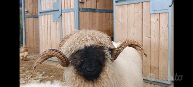 Pecore Montone muso nero del Canton vallese