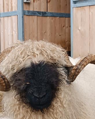 Pecore Montone muso nero del Canton vallese