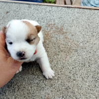 Jack Russell