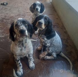 Cuccioli di due mesi di setter inglesi