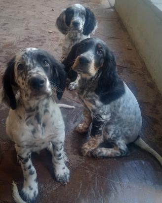 Cuccioli di due mesi di setter inglesi